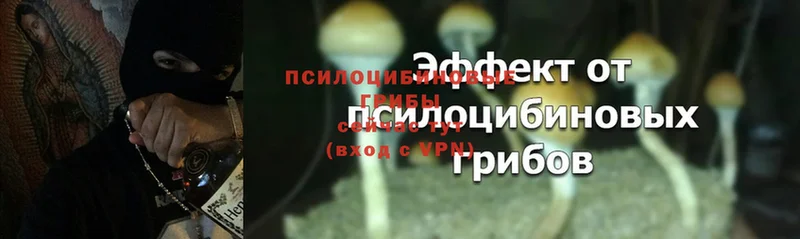 Галлюциногенные грибы MAGIC MUSHROOMS  Каменка 